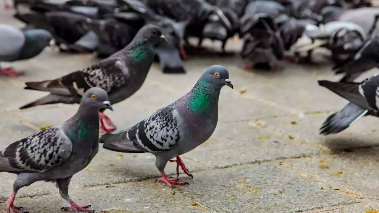 BMC Fine For Feeding Pigeons