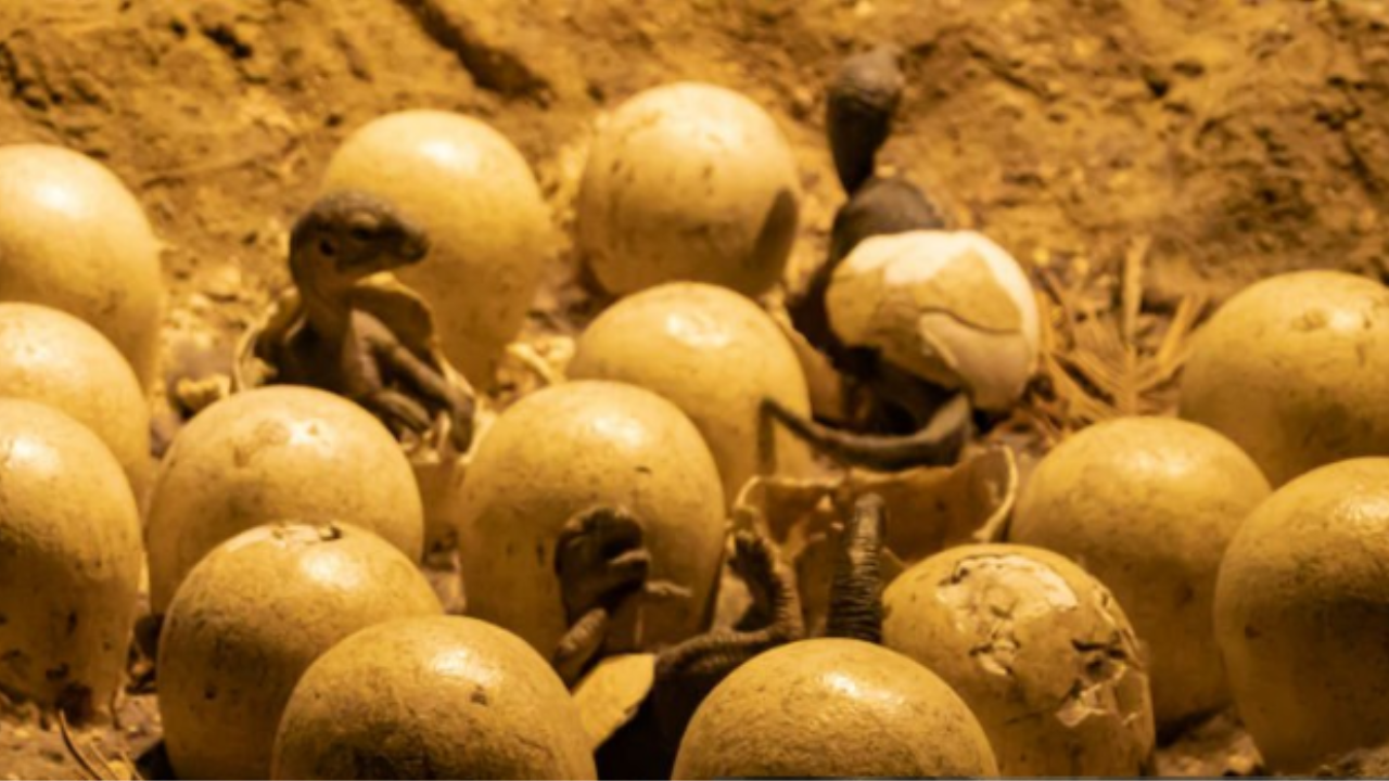 In Madhya Pradesh, holy ‘stone balls’ worshipped by villagers turn out to be dinosaur eggs.