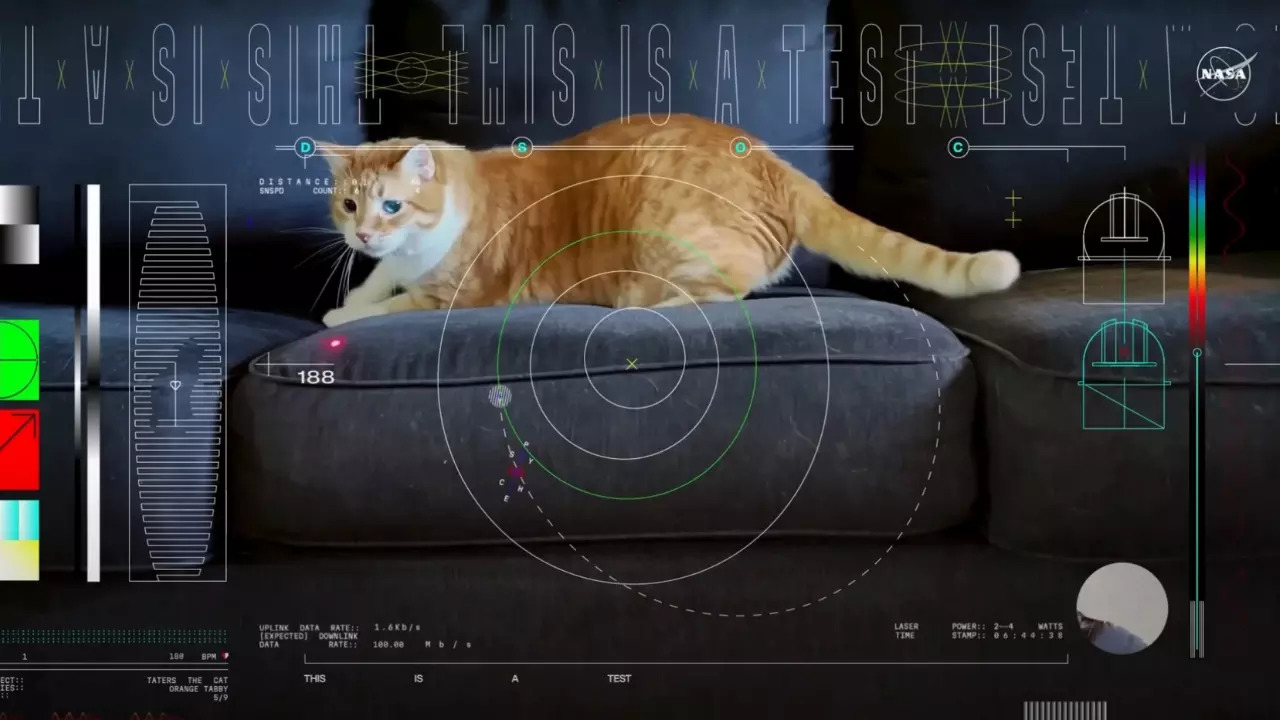 Taters the cat chases a laser in the HD video streamed by NASA from deep space. | Courtesy: NASA/JPL