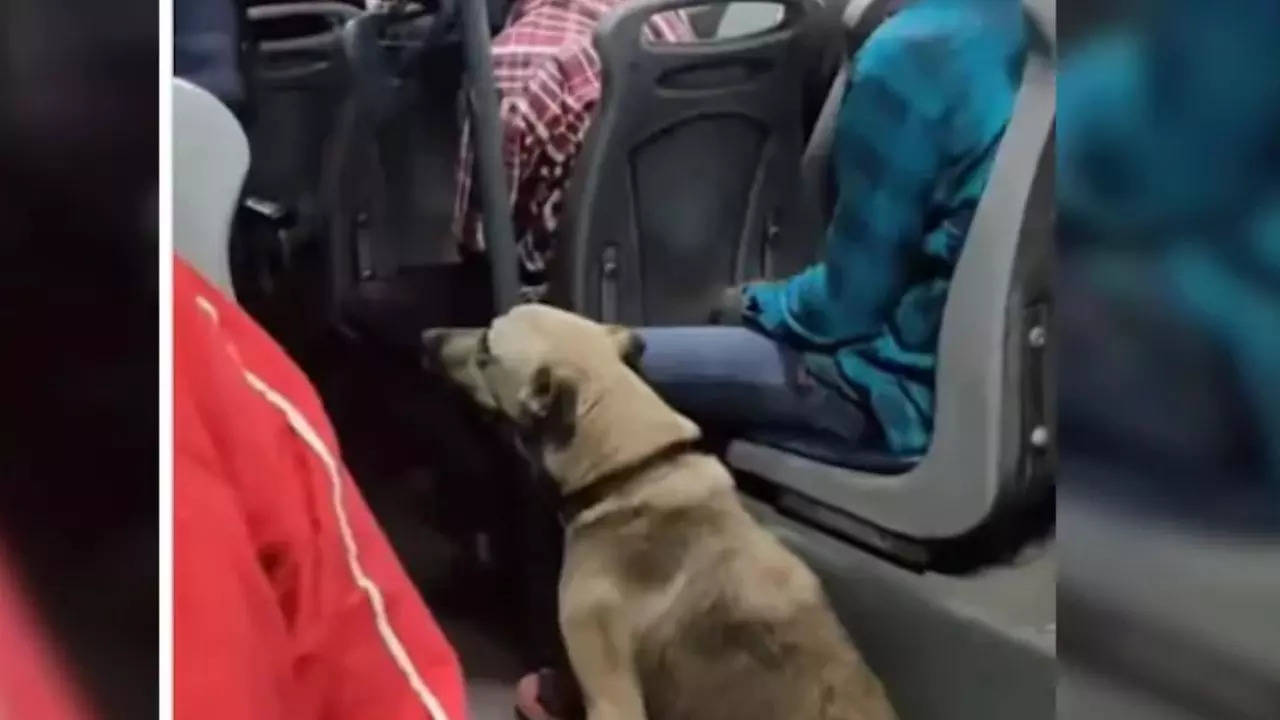 Viral Video: Dog Delights Commuters by Taking A Cheerful Ride on ...