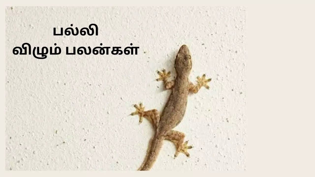 பல்லி