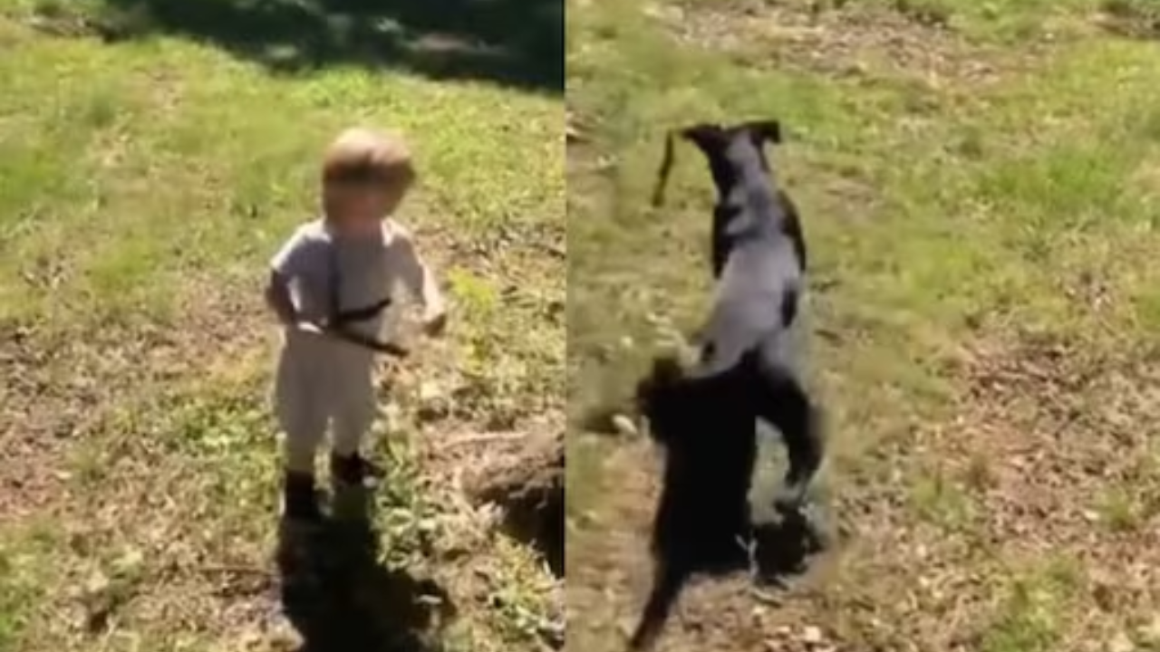 Viral Video: Toddler Picks Up Snake Instead Of Stick By Mistake, Watch ...