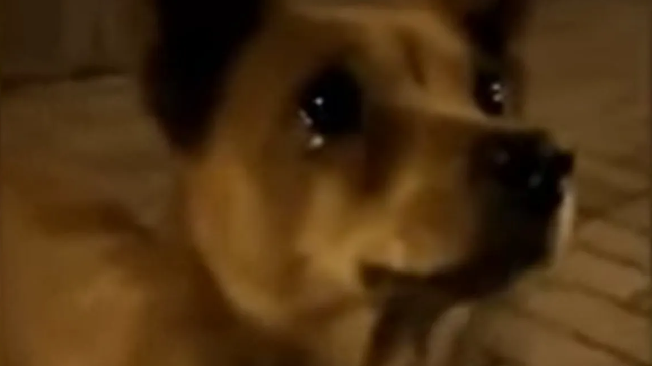 Dog Crying