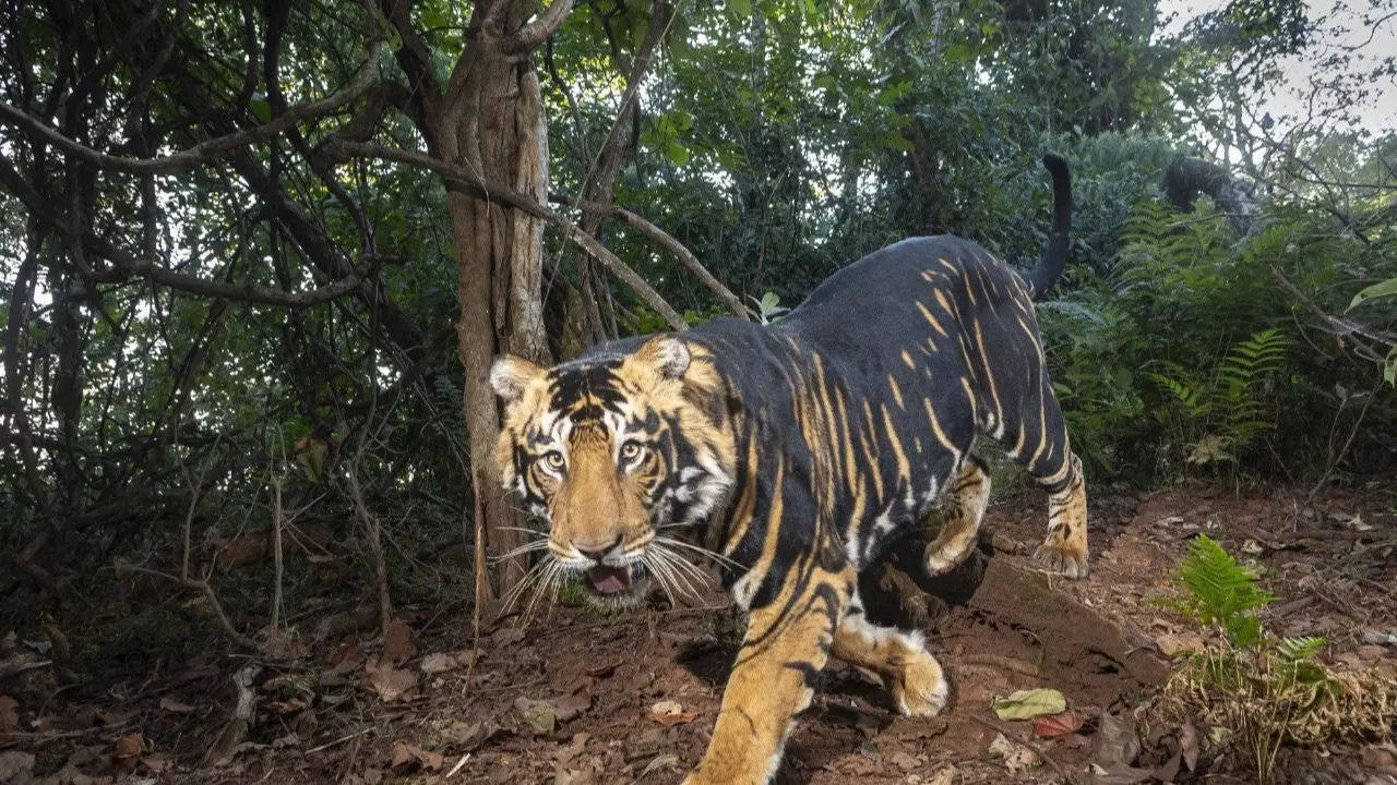 Tiger: In Pictures: The Elusive Black Tigers of Odisha | Viral News, Times  Now