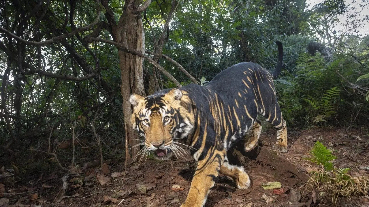 Tiger: In Pictures: The Elusive Black Tigers of Odisha | Viral News ...