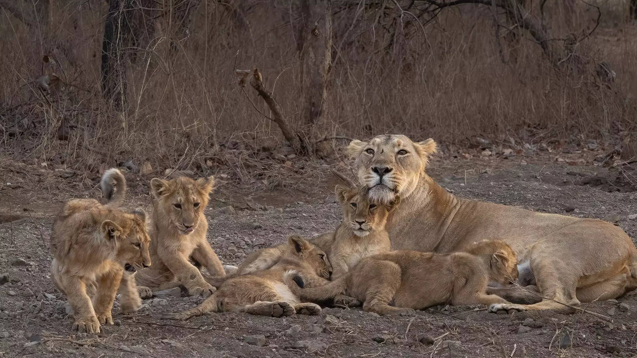 Lions at Gir National Park