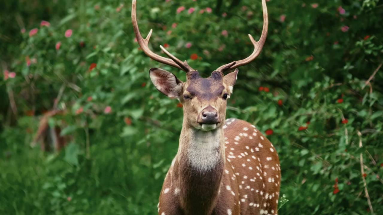 Spotted Deer