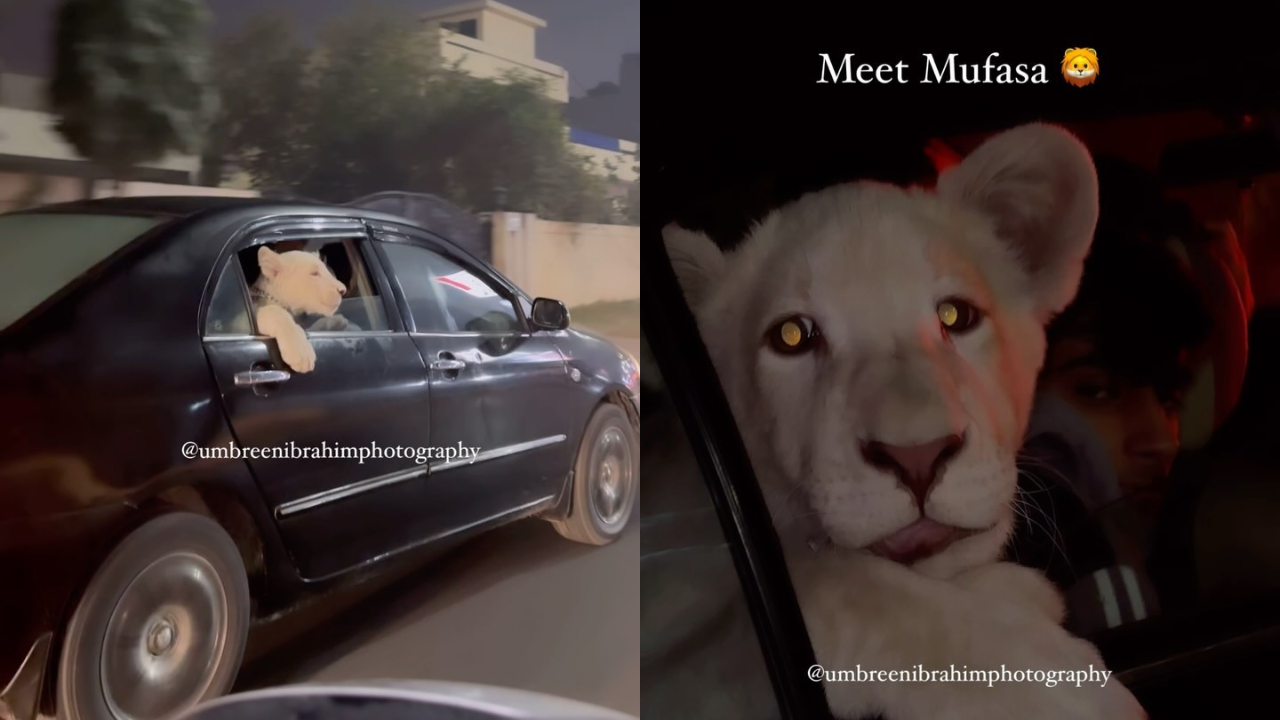 Lion Cub ‘Mufasa’ Spotted in Backseat Of Car in Pakistan in Viral Video