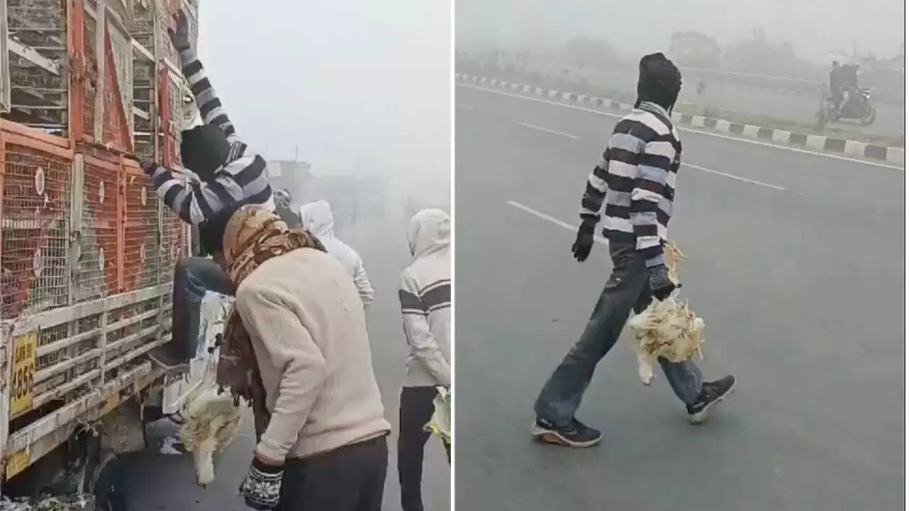 Viral Video Chickens Stolen From Poultry Van After Accident in Agra