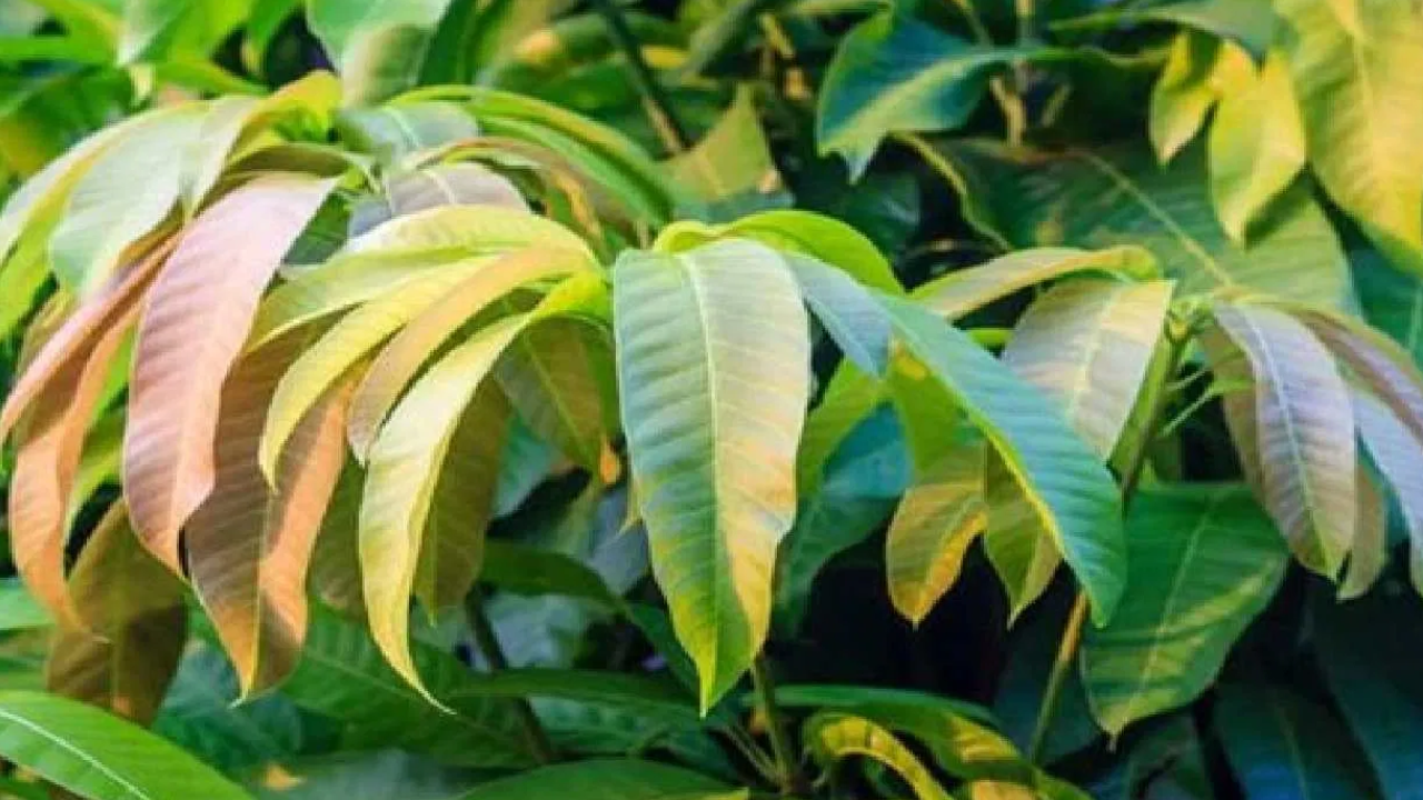 Mango Leaves 