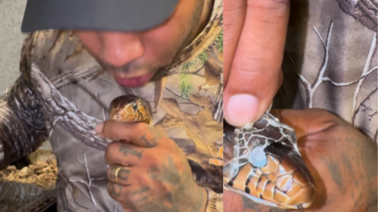 Instagram Video Goes Viral as Man Helps Snake Shed Skin in Unconventional Gesture.