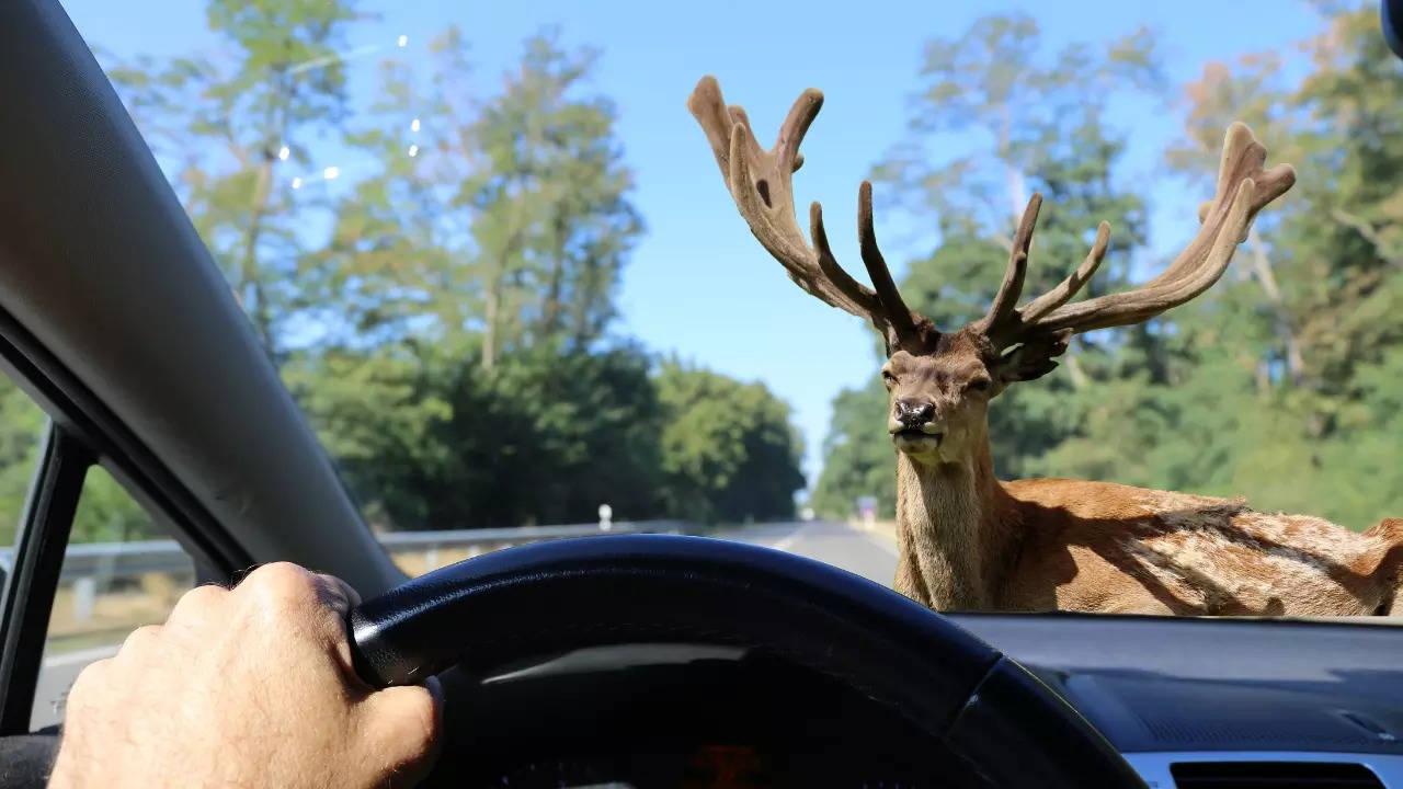 Clay Kinney admitted to intentionally running over a deer for a TikTok video. | Representative image