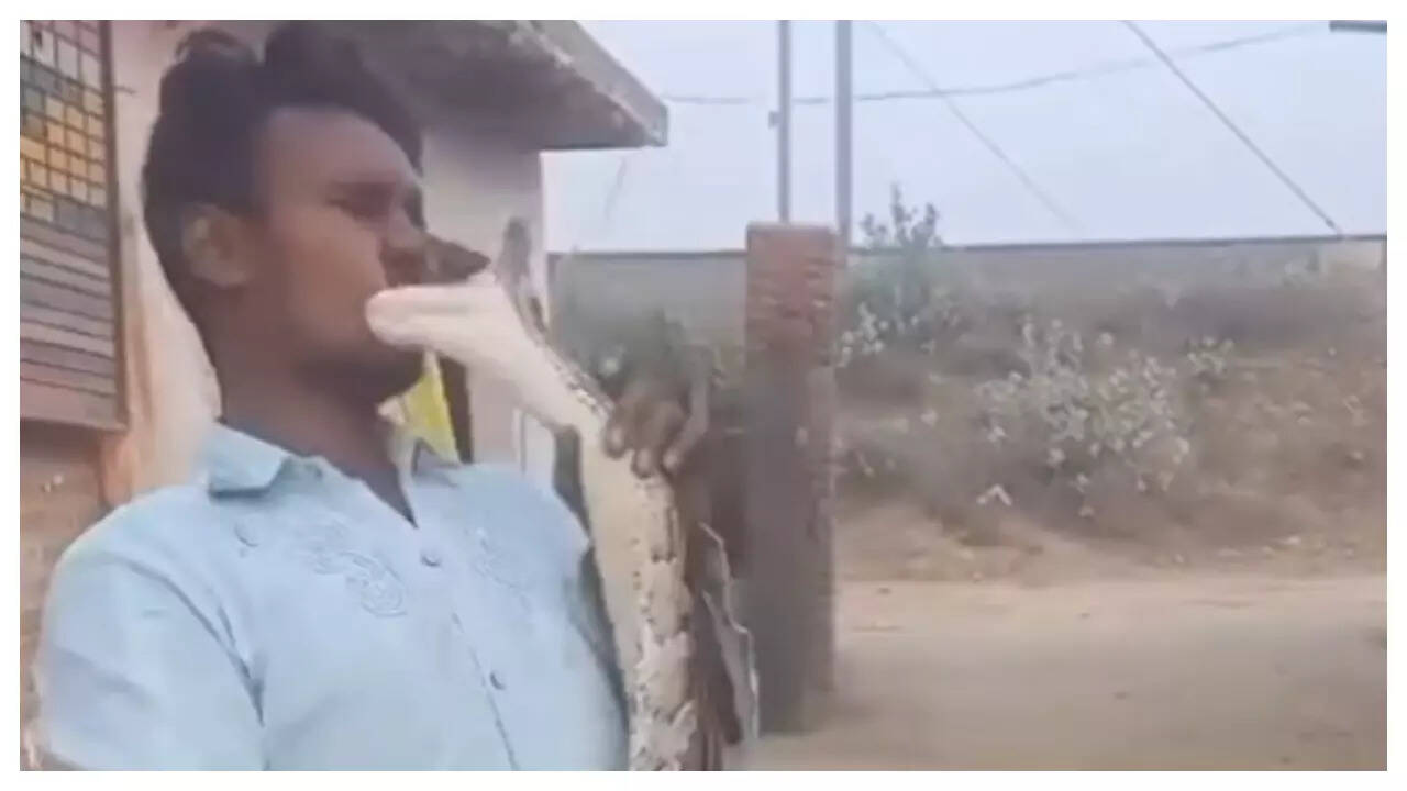 man plays with huge python, shocking incident goes viral | వైరల్ News ...