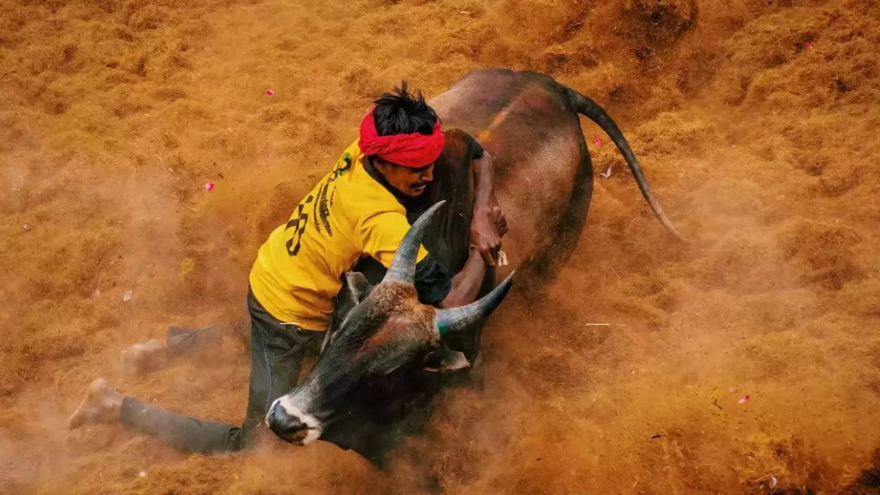 Jallikattu