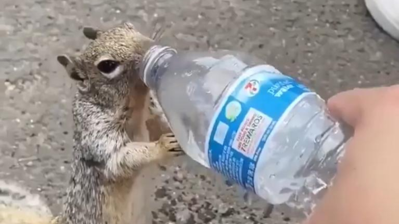 Watch: Man Quenches Thirst Of Squirrel With water Bottle, Old Video ...