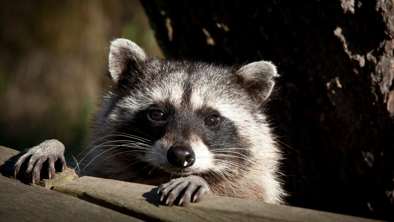 Racoon