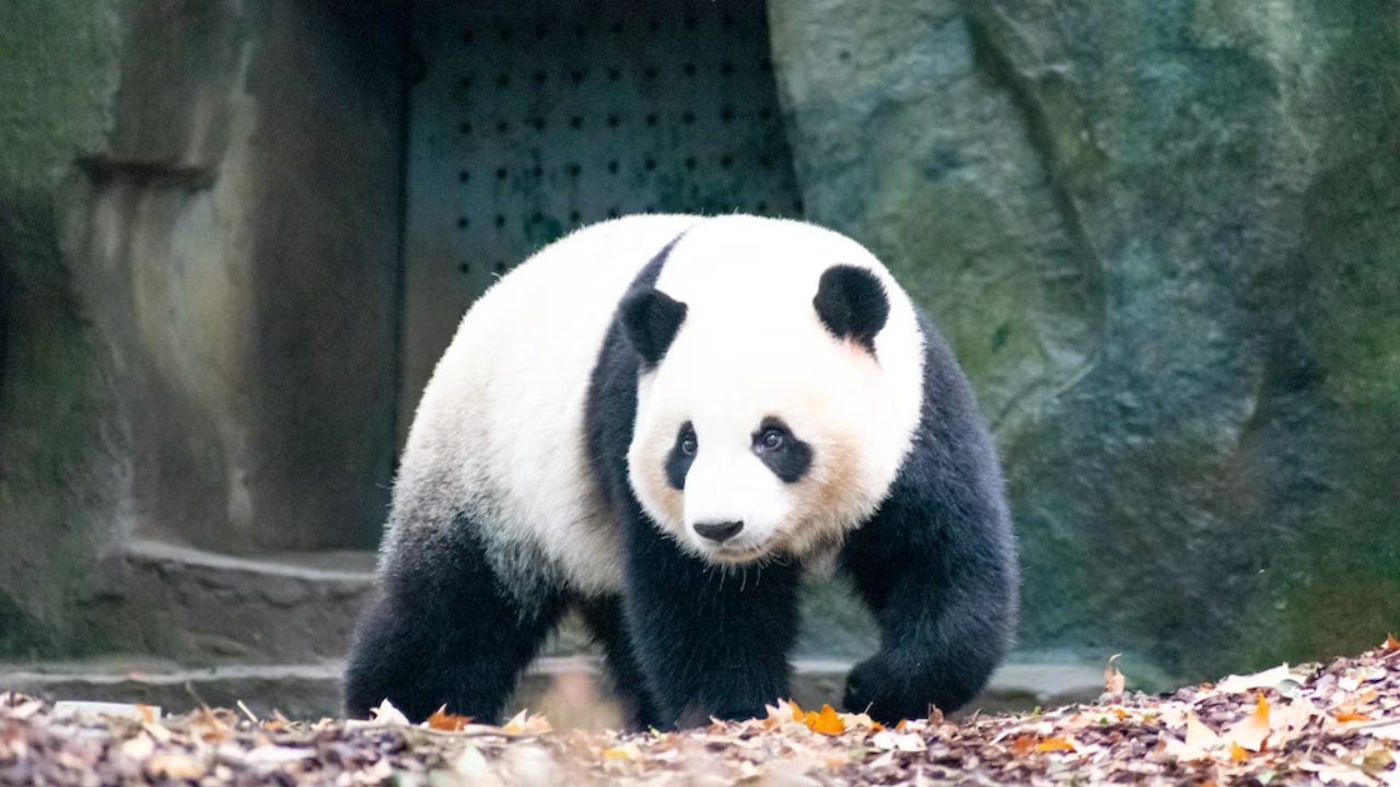 Pandas sleep and eat