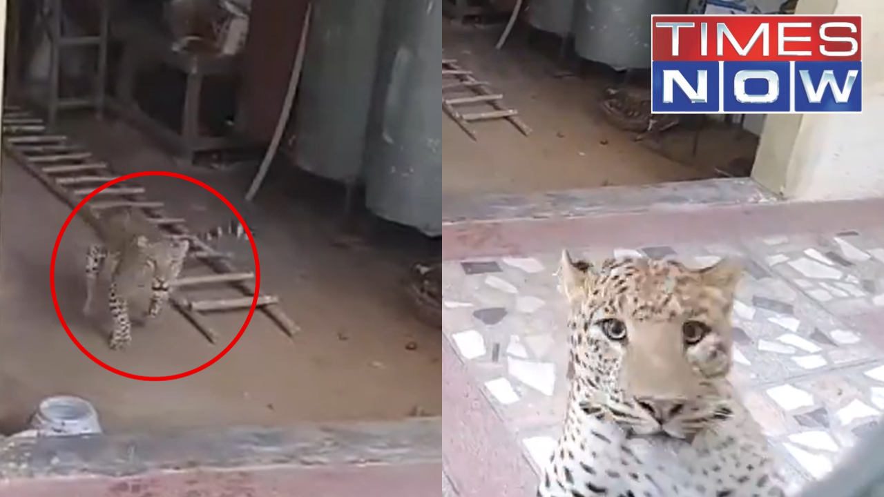 Leopard in Gurgaon