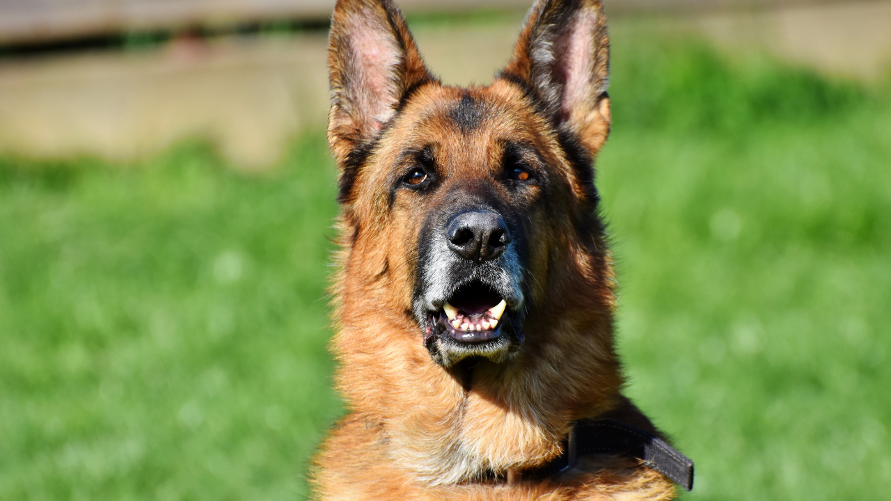 German Shepherd in Noida Building Bites Maid, Legal Action Initiated