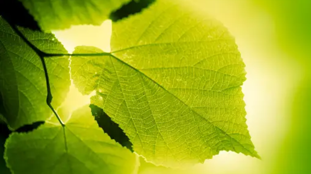 How Do Plants Perform Photosynthesis? Explained Times Now