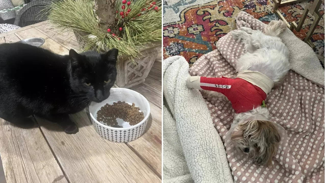 Binx the  cat (left) chased the attacking coyotes away to save Oakley the dog (right). | Courtesy: Lane Dyer