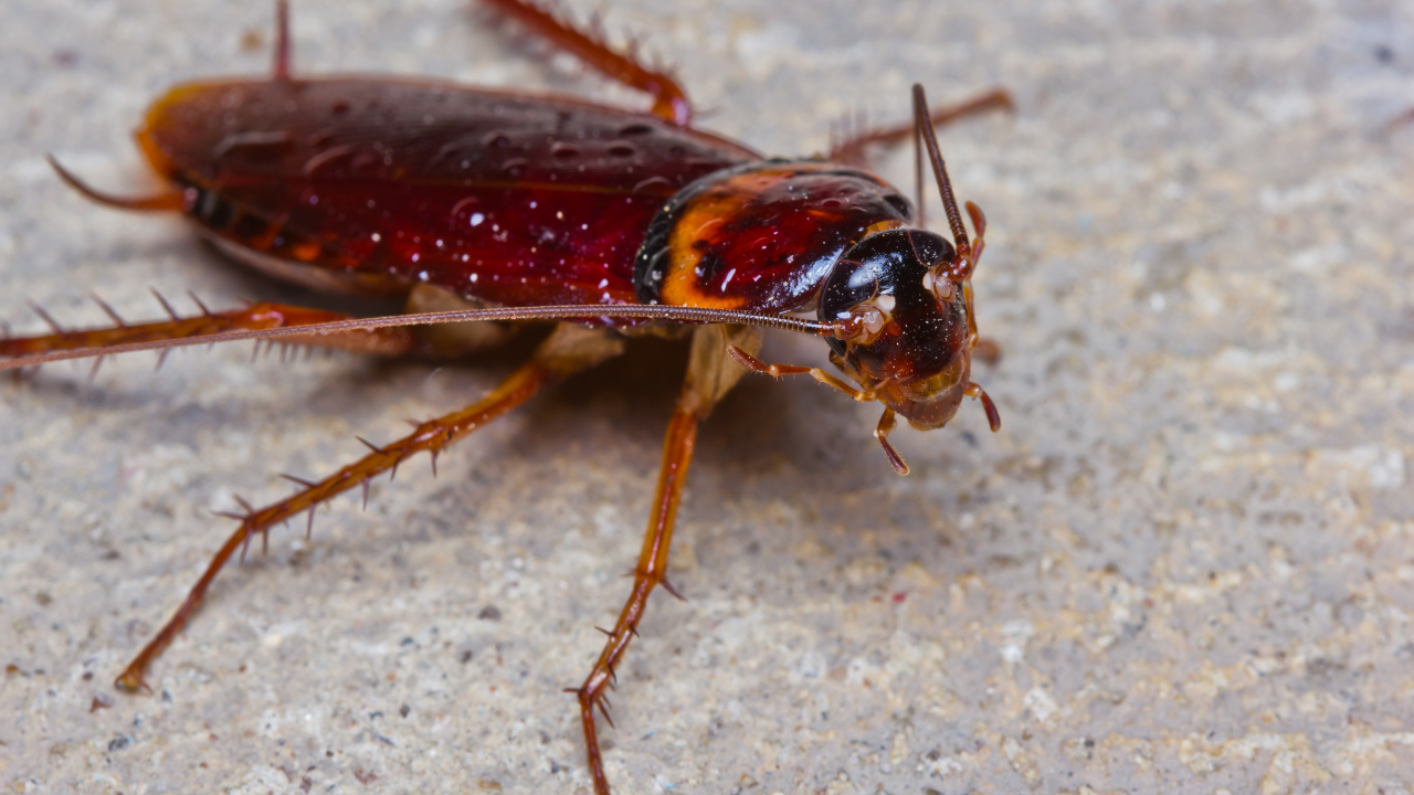 Cockroach Found in Dish at Bengaluru Hotel