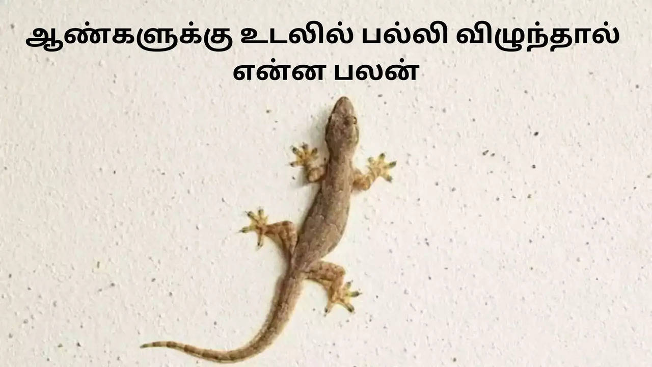 ஆண்களுக்கு உடலில் பல்லி விழுந்தால் என்ன பலன்