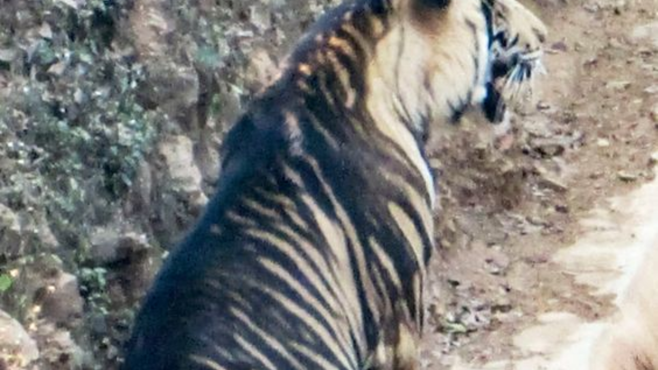 Forest Officer Shares Video Of Black Tigers.