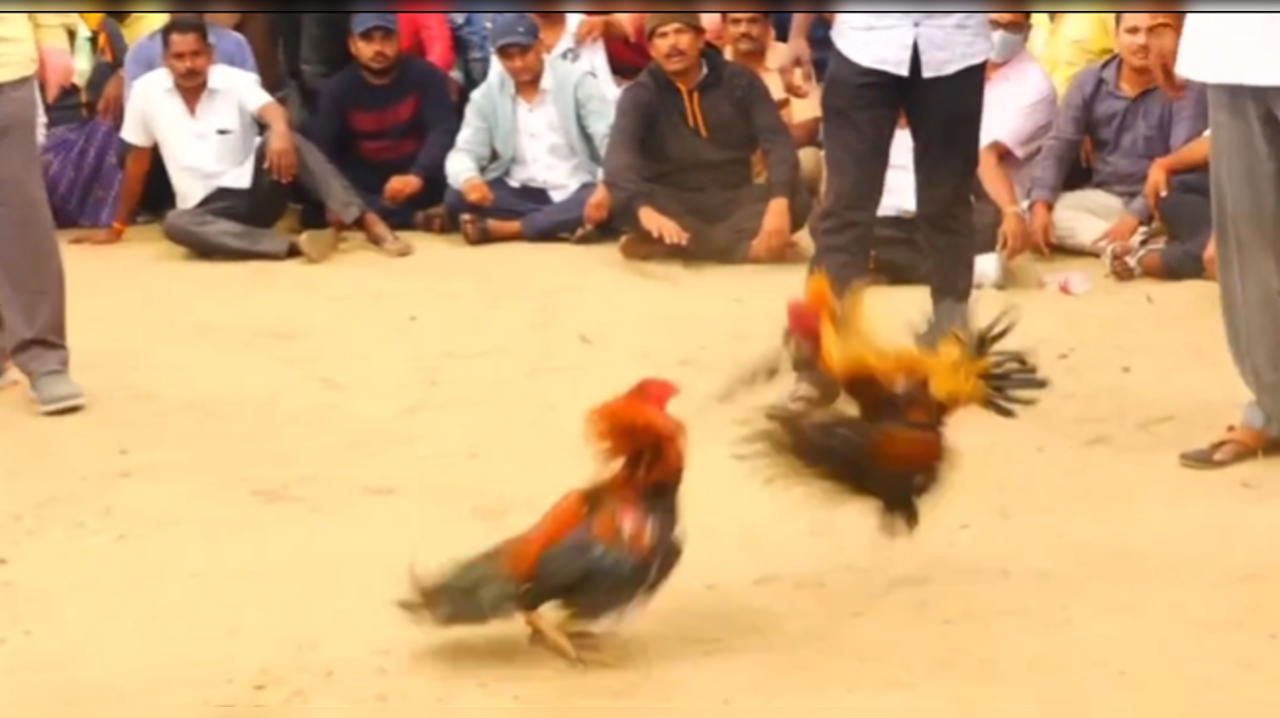 Cock Fight Rooster Fighters