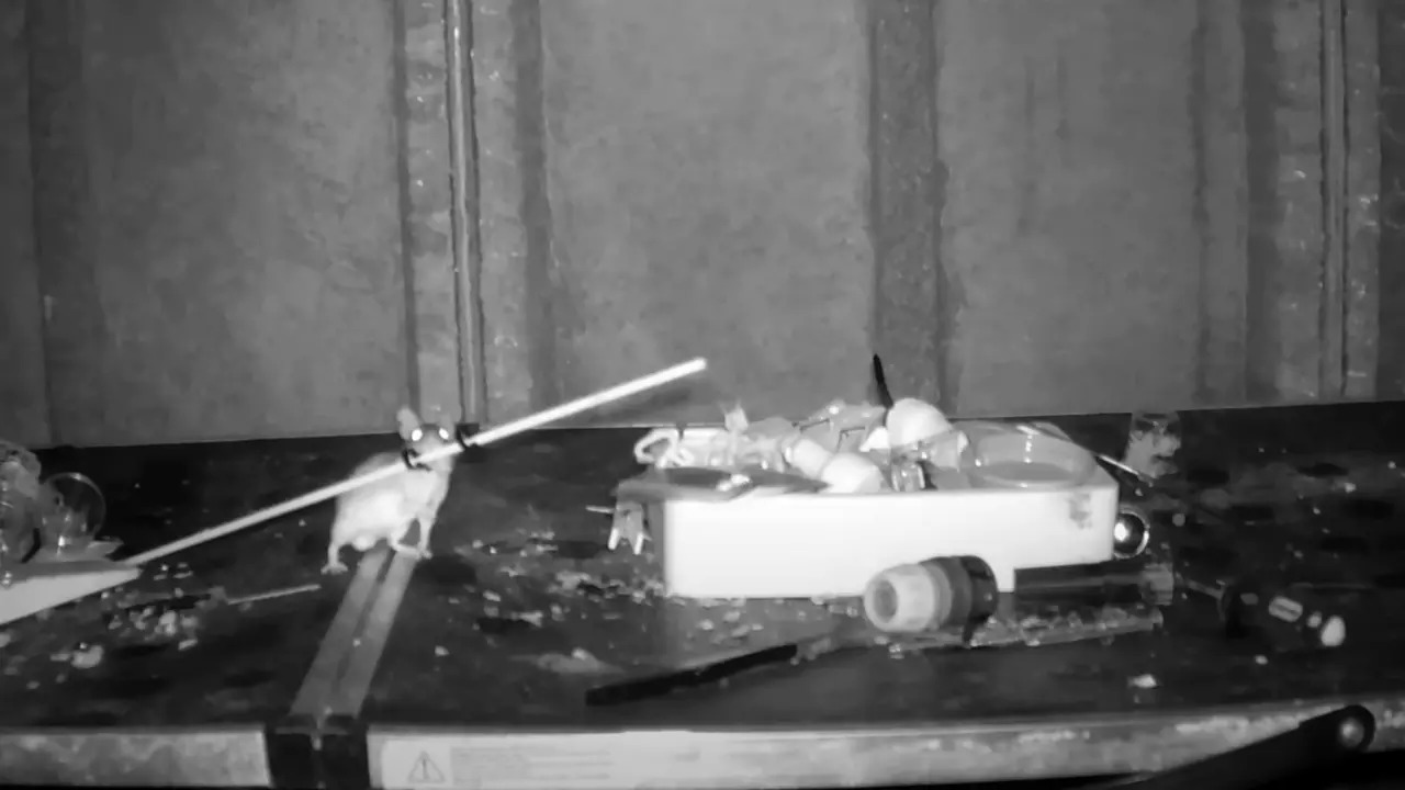 Footage shows the Welsh Tidy Mouse putting objects in a tray. | Courtesy: Rodney Holbrook/The Guardian