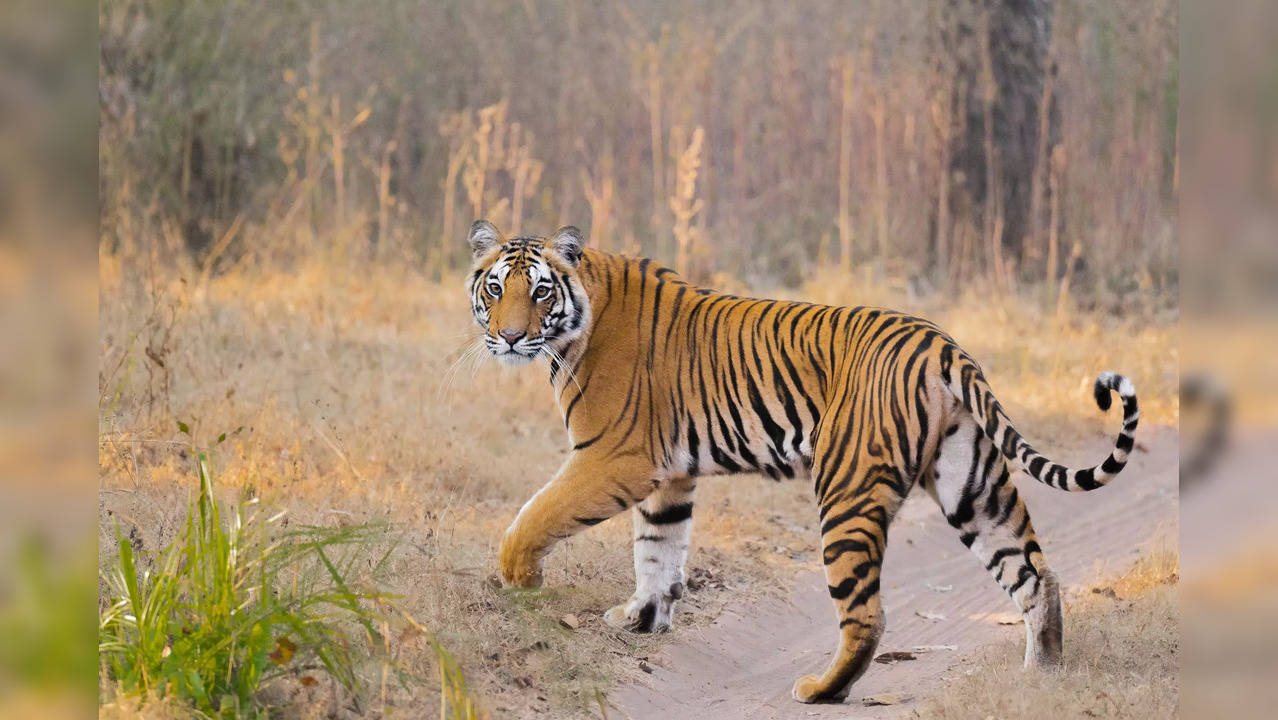 Young Tigress Killed In Territorial Fight At Kawal Tiger Reserve In Telangana