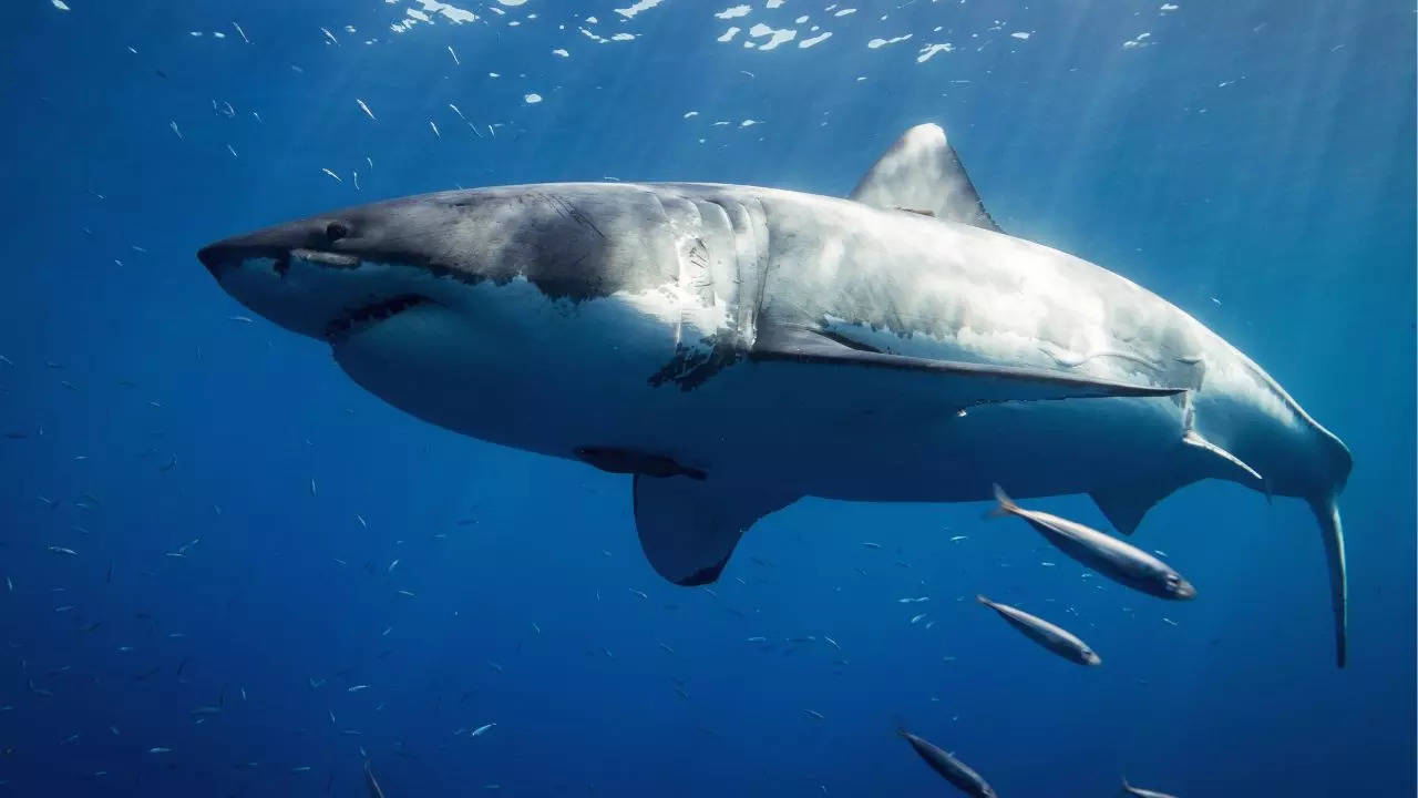 Silky shark regenerates its torn fin, in a shocking first observation in Biology.