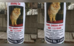 Noida Couple Announce Rs 1 lakh Cash Reward To Find Missing Cat Cheeku