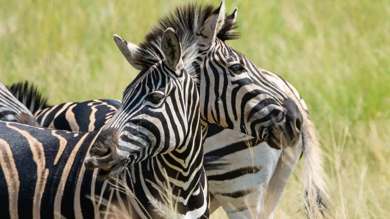 An accidental optical illusion of a double-headed zebra occurs from the observer's perspective.