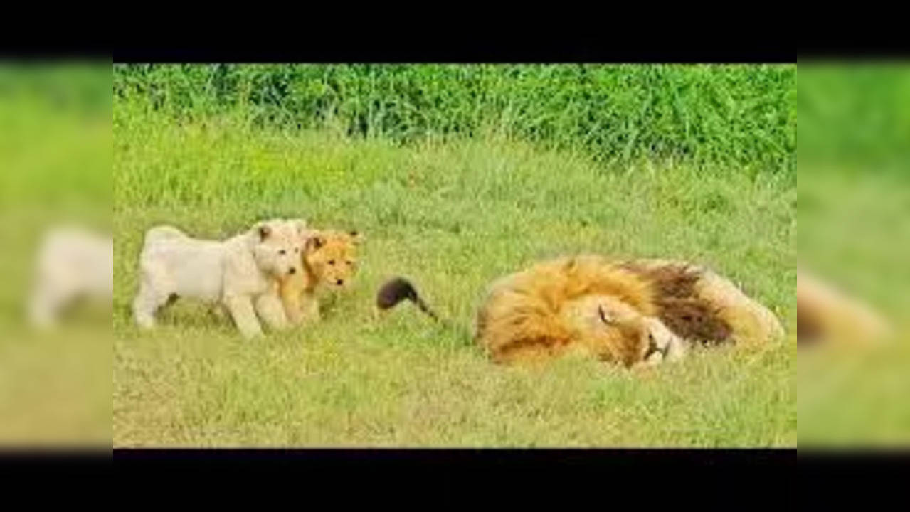 'Adorable Lion Cubs' Playtime Interrupts Dad's Nap: Watch What Happens Next!'