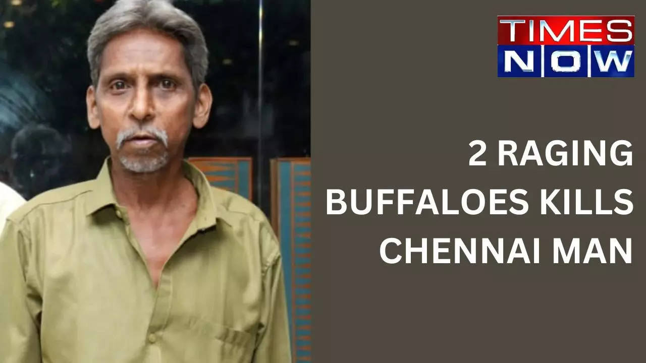 2 RAGING BUFFALOES ATTACKS CHENNAI MAN