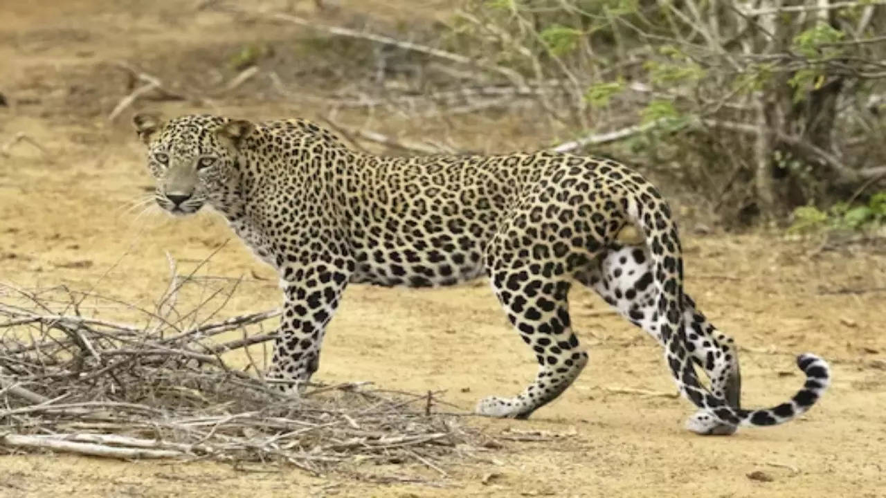 Bengaluru News: Bengaluru Leopard Scare: Electronics City, Heelalige  Residents Alerted After Sighting of Big Cat