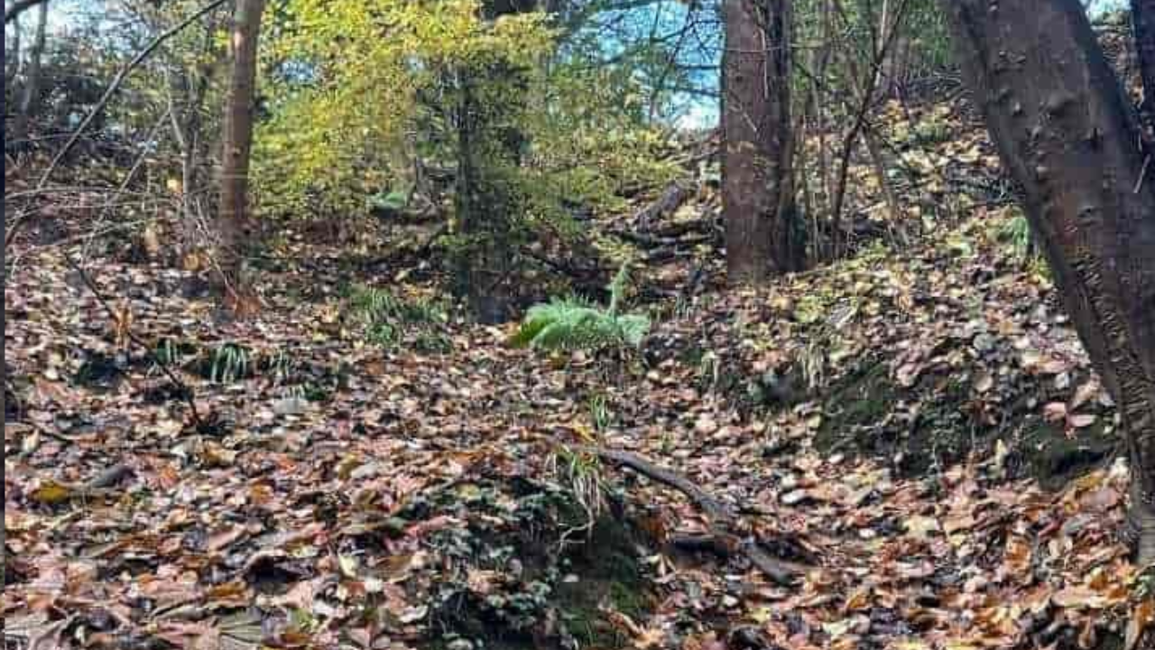 Optical Illusion Test: Can you find the dog hidden in the woods within 9 seconds? Pic Credit: Twitter (Piyush Tiwari)