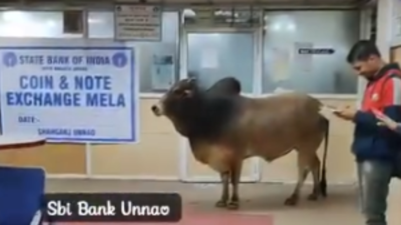 Video Shows Bull Taking A Stroll In SBI Branch In UP's Unnao.