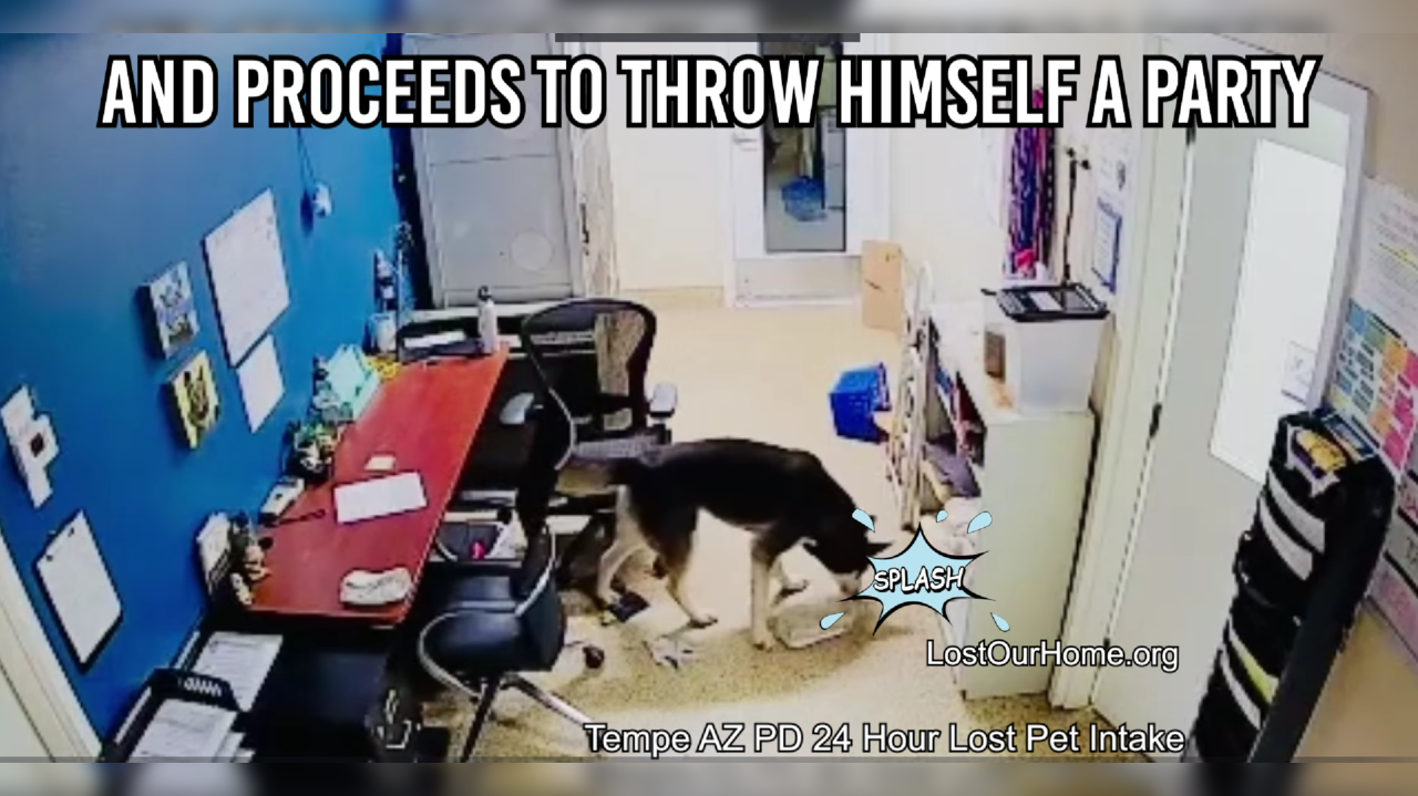 Viral Video: dog's midnight food adventure sends a warning signal to a US shelter