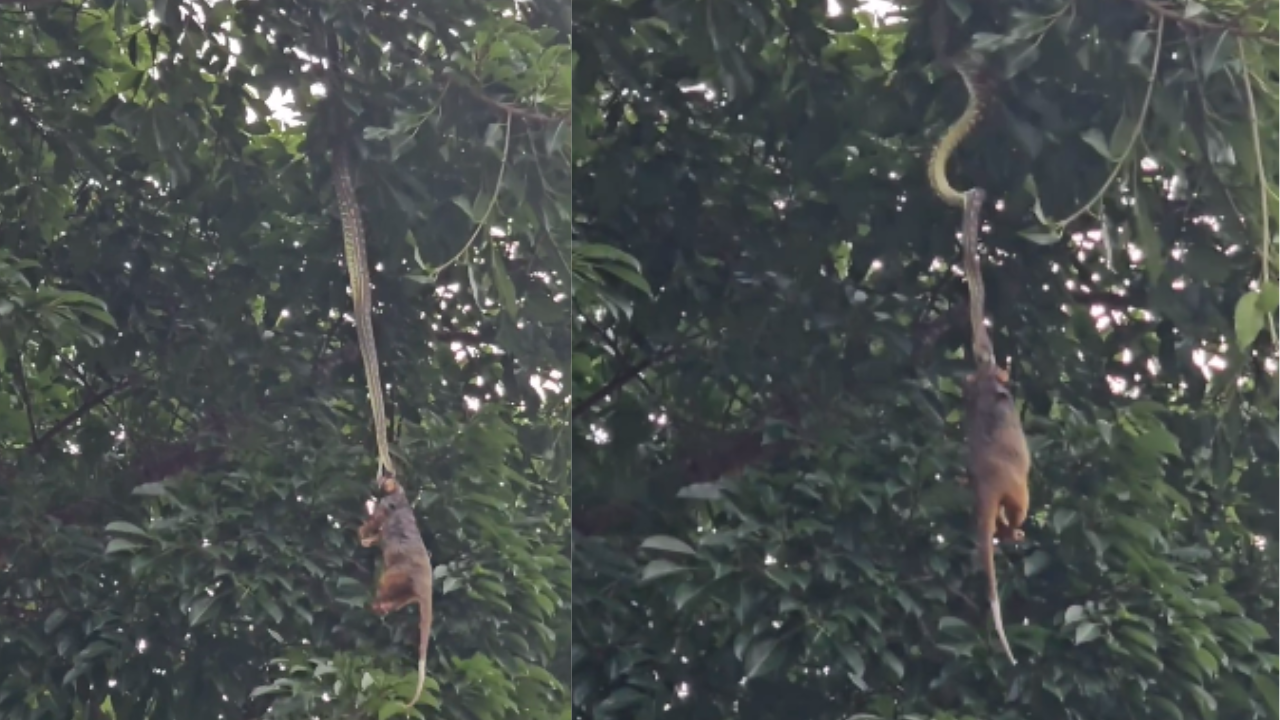 Python hangs from a tree to pull its prey.