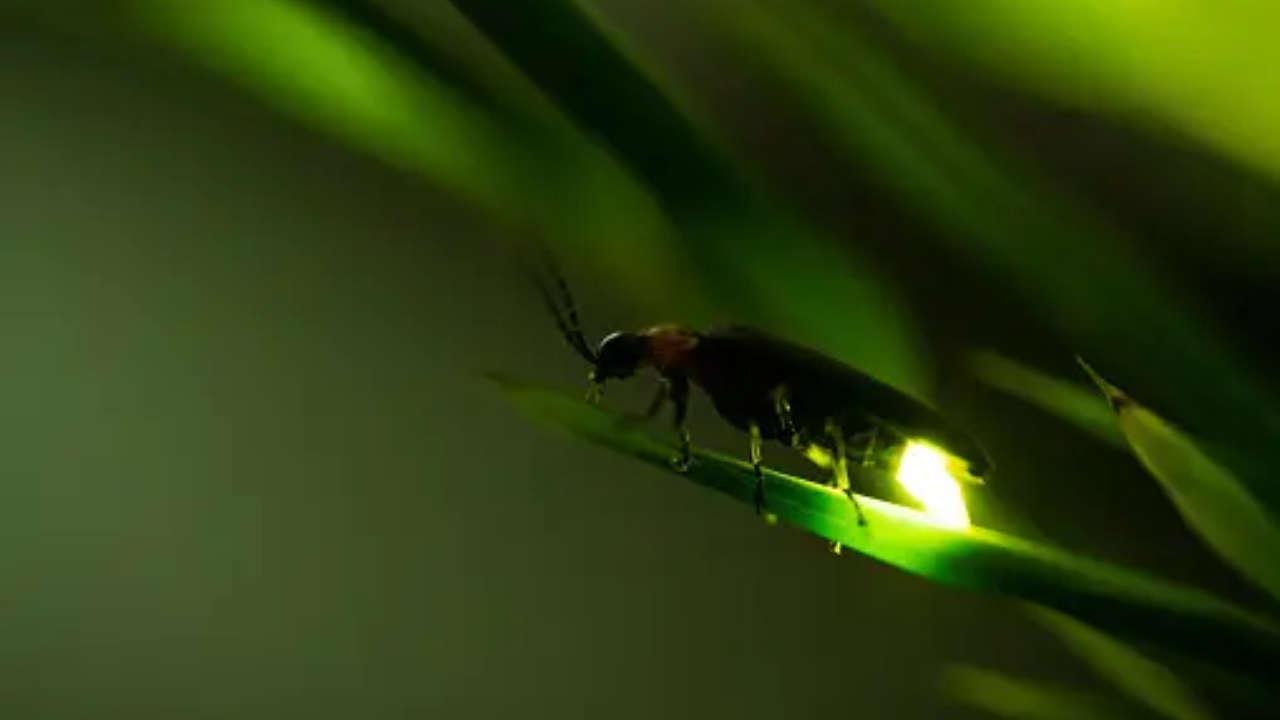 Fireflies emit light