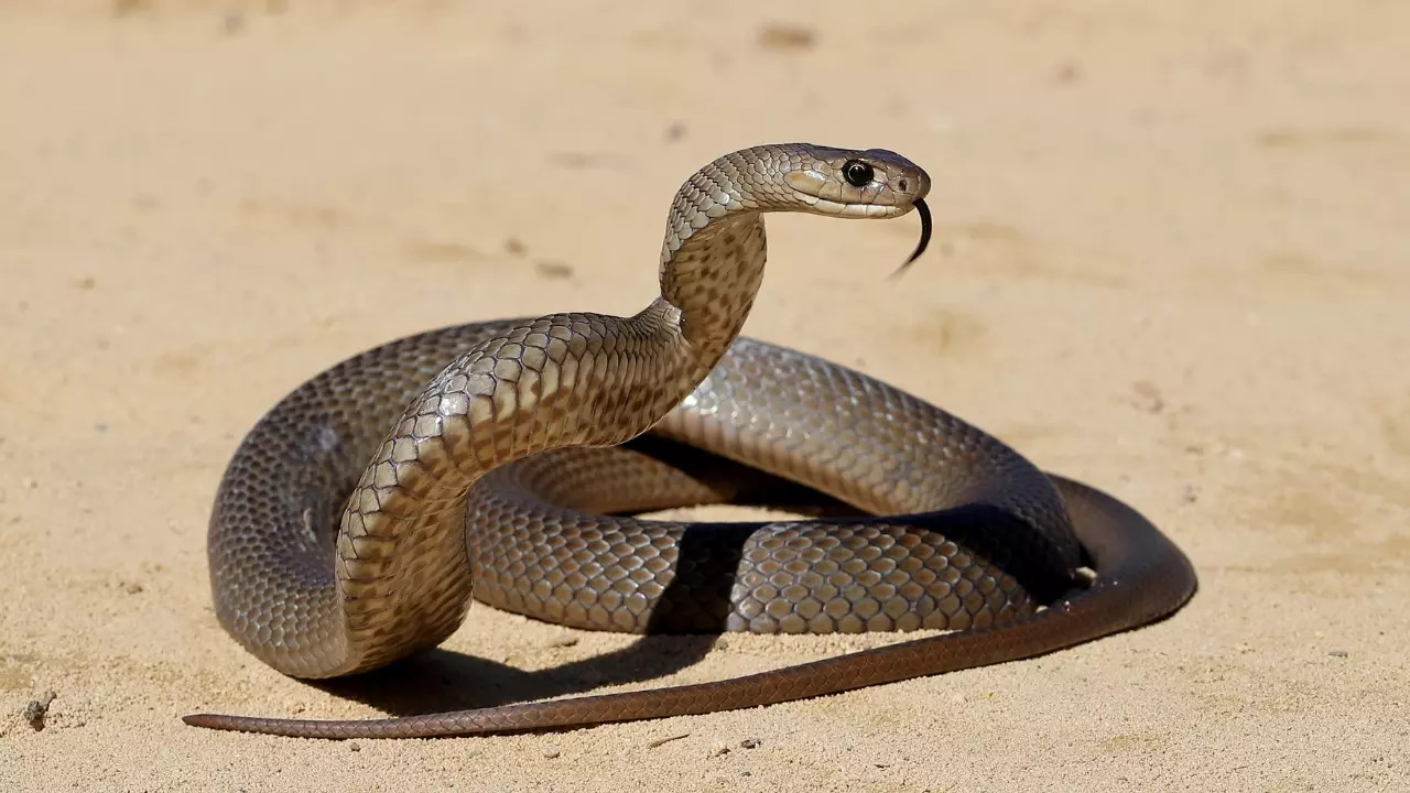 Eastern brown snake bites are responsible for more deaths in Australia than any other snake. | Representative image: Ken Griffiths/Getty Images via Canva