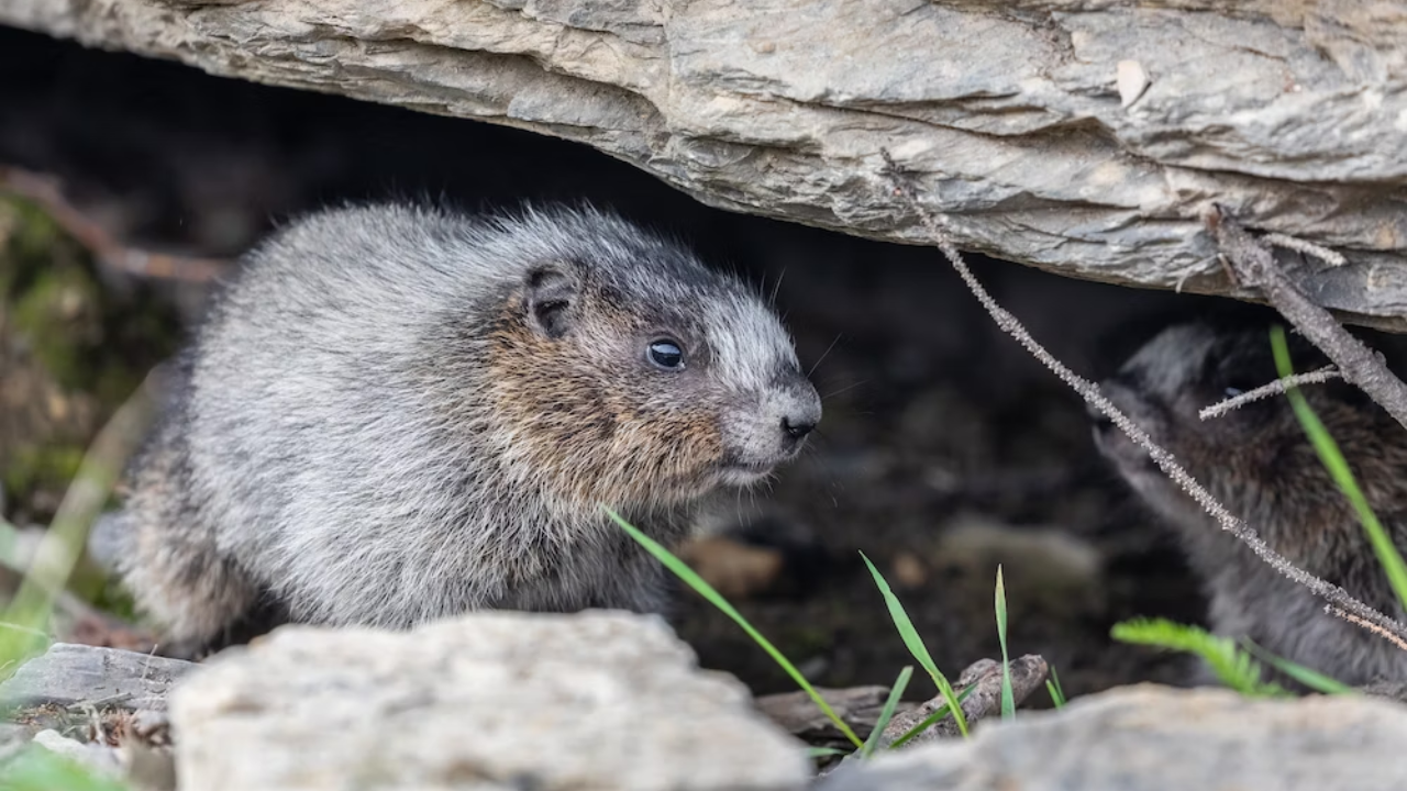 Why Do Some Animals Hibernate in Winter? Explained Explainers News