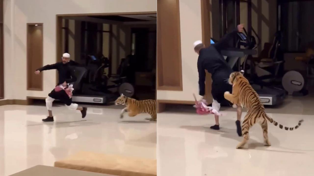 Viral Video: Pet Tiger Chases and Attacks Arab Man In Lavish UAE Home. Watch