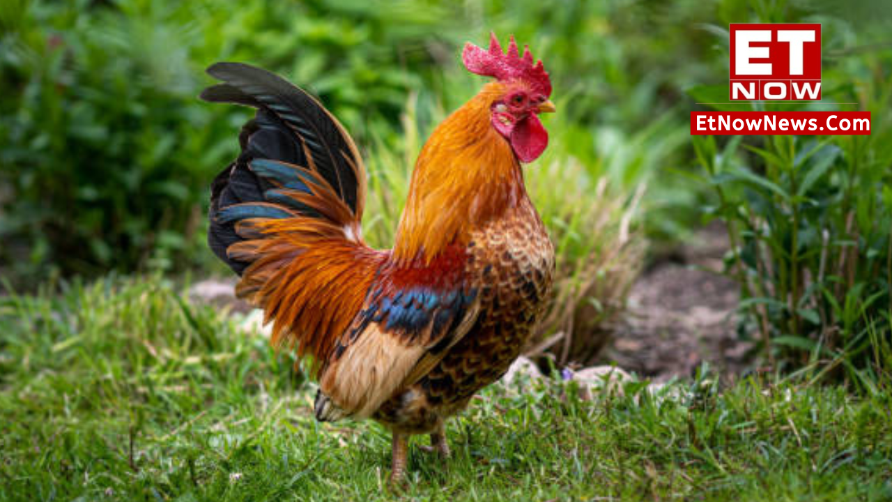 ​Fighter roosters