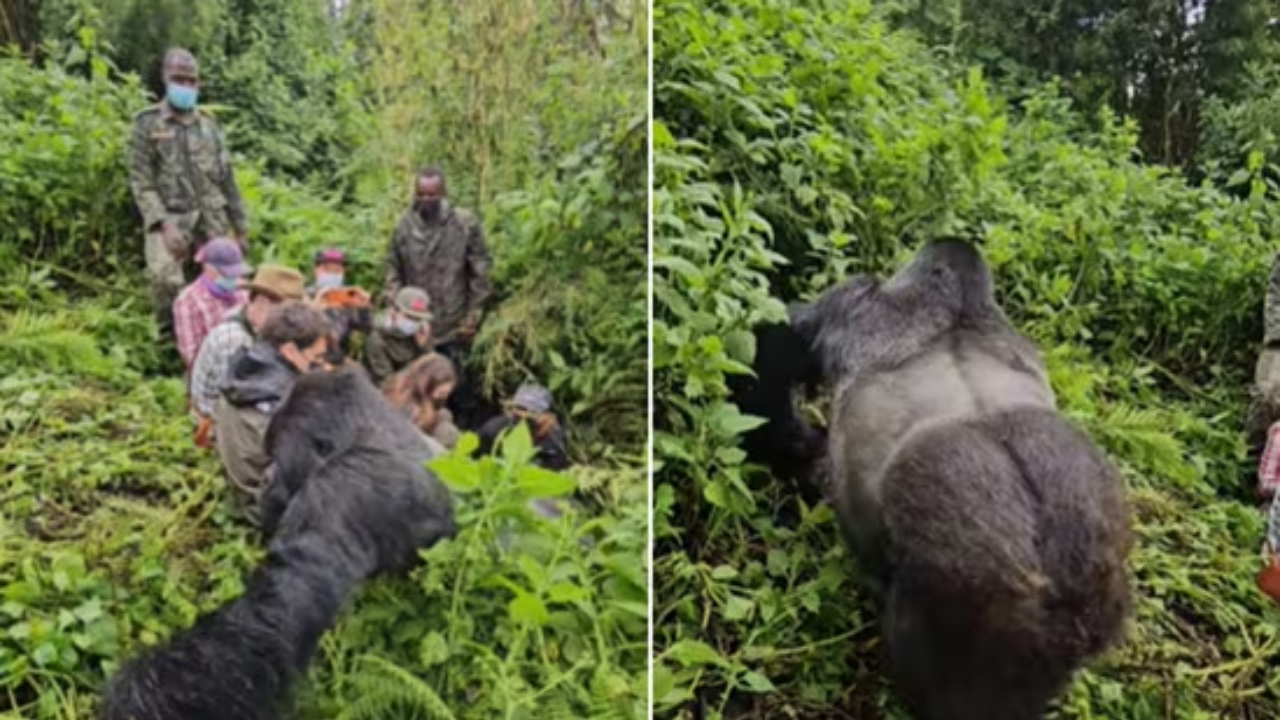 Watch: Massive Gorilla Inches Away From Jungle-Exploring Tourists. Viral Video Will Give You Goosebumps