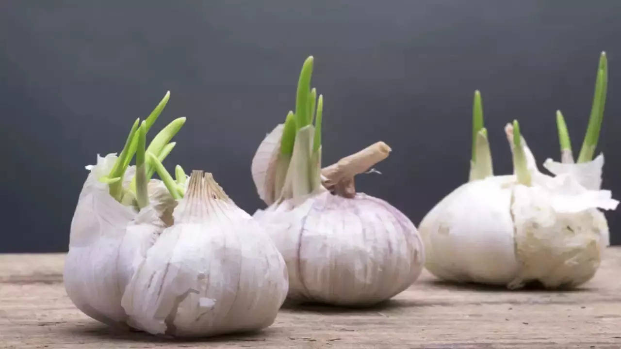 sprouted garlic benefits for high cholesterol control.