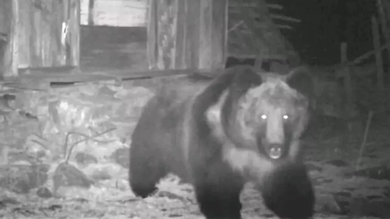 A Tibetan brown bear forages in front of a camera trap in Sikkim. | Courtesy: WWF India