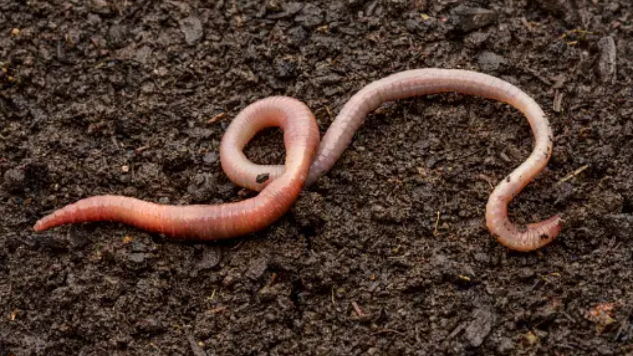 Earthworm